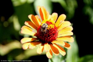 Gimme the Nectar – By&nbsp;Andor