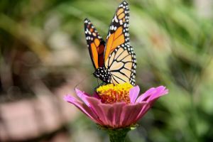 Monarch Likes Zinnias – by&nbsp;Andor