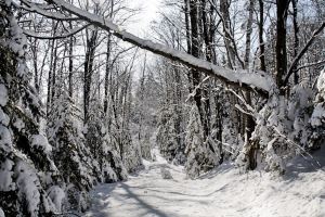Northern Wisconsin Logging Path – By&nbsp;AndoR