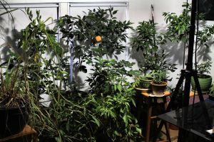 Tropical Minnesotan Attic&nbsp;Jungle