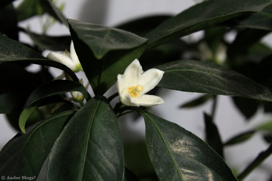 Satsuma Mandarin Orange Tree Blossom © Andor