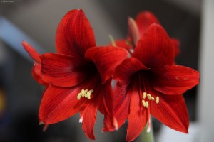 Ferrari Amaryllis © Andor&nbsp;(1)