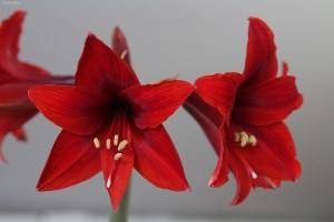 Ferrari Amaryllis © Andor&nbsp;(2)