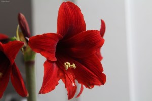 Ferrari Amaryllis © Andor&nbsp;(3)
