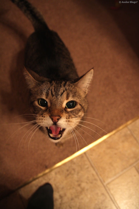 Pet Me Damnit © Andor