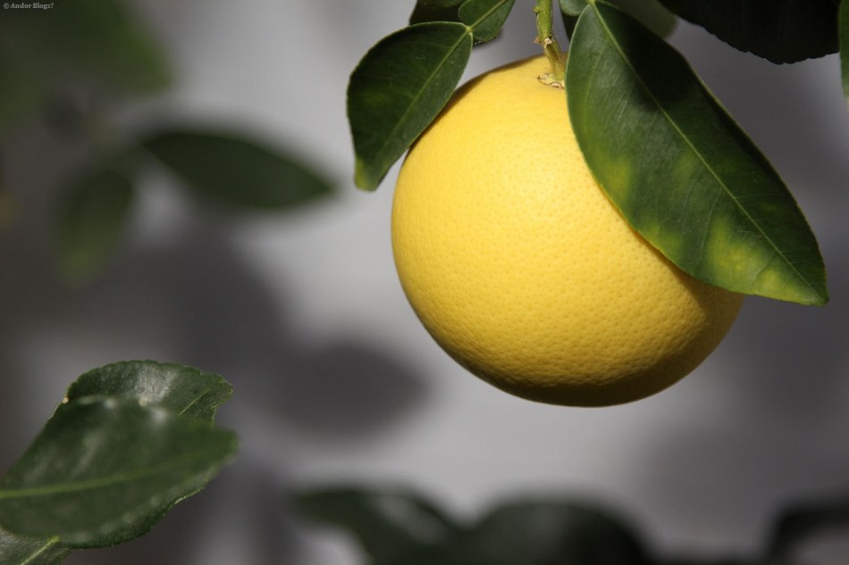 Ruby Red Grapefruit © Andor