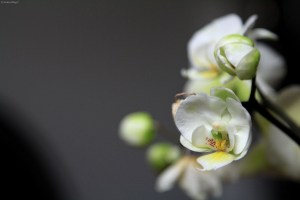 Orchids © Andor&nbsp;(2)