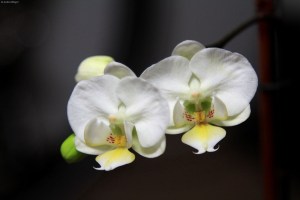 Orchids © Andor&nbsp;(3)