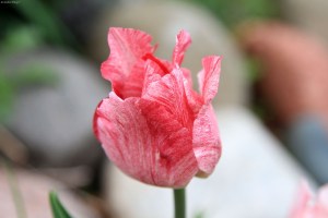 Tulips © Andor&nbsp;(1)