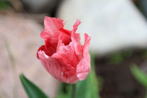 Tulips © Andor&nbsp;(4)