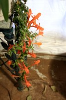 Dancing Dolphin Vines © Andor&nbsp;(3)