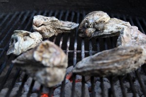 Attacking Oysters © Andor&nbsp;(1)