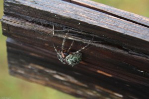 Gnarly Spider (2)