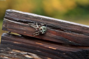 Gnarly Spider (3)