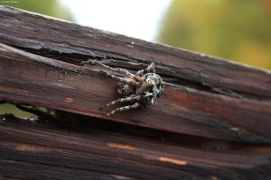Gnarly Spider (4)