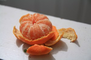First Satsuma Mandarin of 2013 © Andor&nbsp;(2)