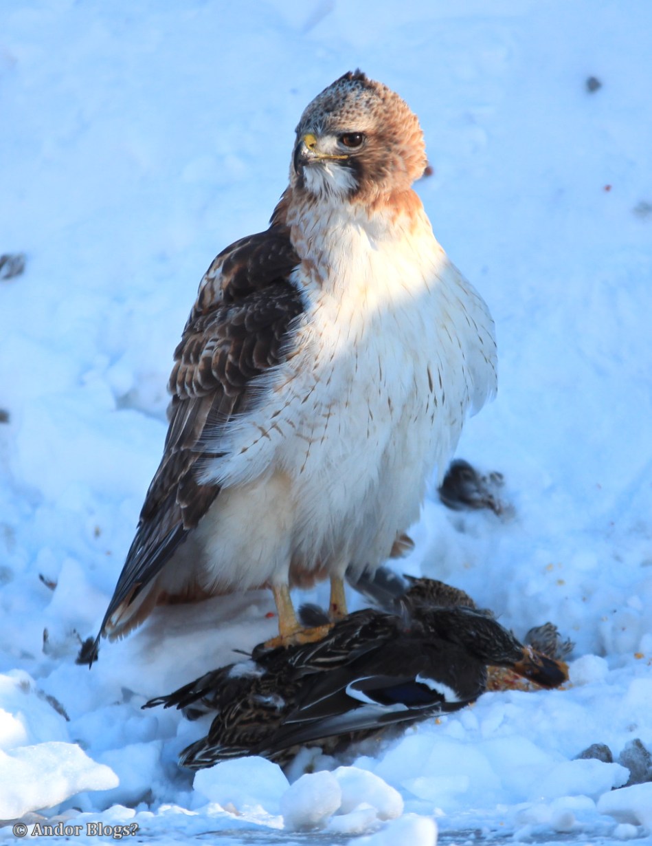 A Hawk Dining in the Road © Andor (1)