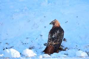 A Hawk Dining in the Road © Andor&nbsp;(3)