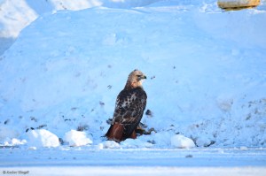 A Hawk Dining in the Road © Andor&nbsp;(4)