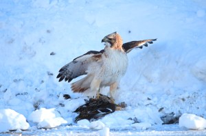 A Hawk Dining in the Road © Andor&nbsp;(5)