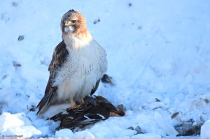 A Hawk Dining in the Road © Andor&nbsp;(6)
