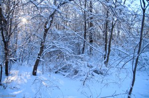 Shining Through the Gnar ©&nbsp;Andor