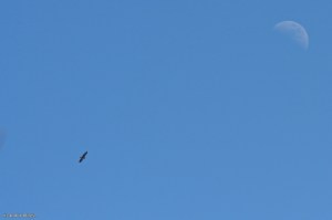 Birds of Prey © Andor&nbsp;(1)