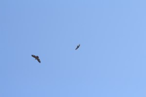 Birds of Prey © Andor&nbsp;(2)