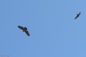 Birds of Prey © Andor&nbsp;(3)