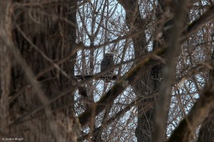 Birds of Prey © Andor&nbsp;(7)