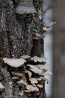 Camping in the Snow © Andor&nbsp;(10)