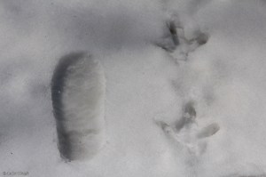 Camping in the Snow © Andor&nbsp;(8)