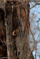 Camping in the Snow © Andor&nbsp;(9)