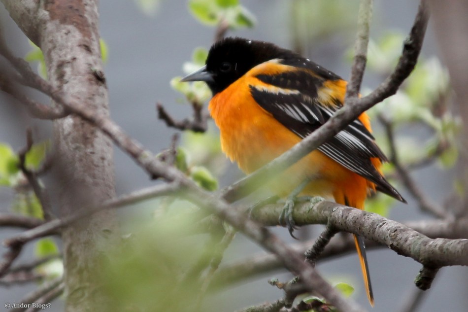 A Rare Sight Around Here © Andor