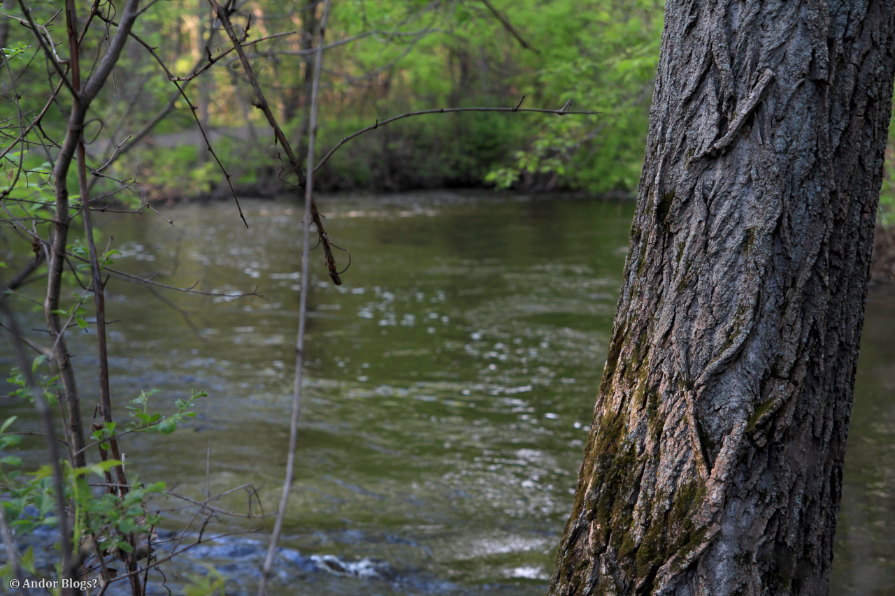 A Walk in Locke Park | Back for More...