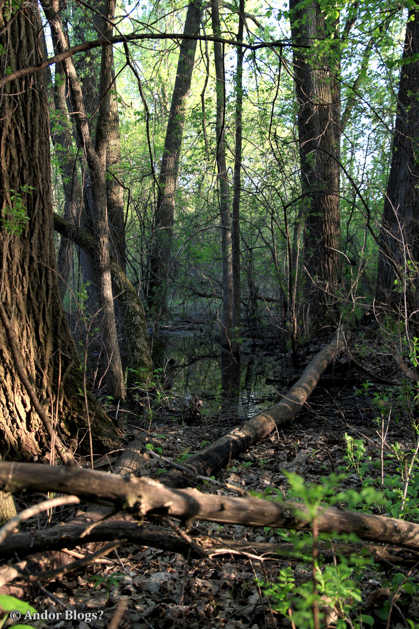 A Walk in Locke Park | Back for More...