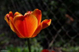 Glorious Color © Andor&nbsp;(1)