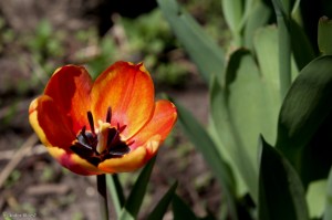 Glorious Color © Andor&nbsp;(2)