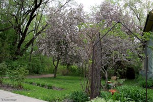 On and Around Nicollet Island © Andor&nbsp;(12)