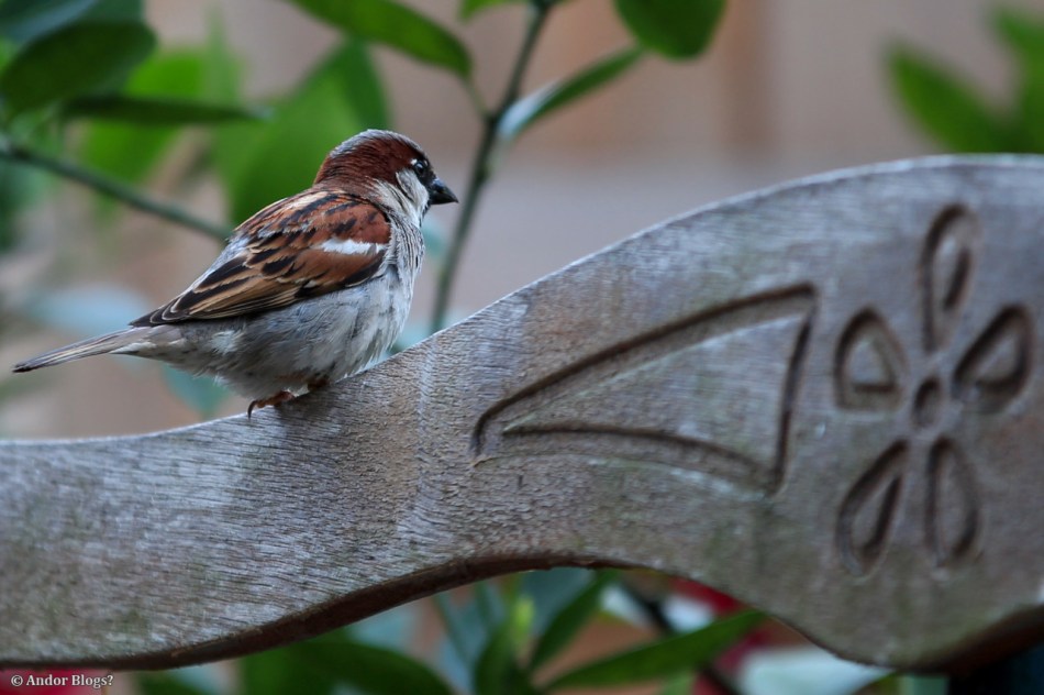 Around the Yard © Andor (1)