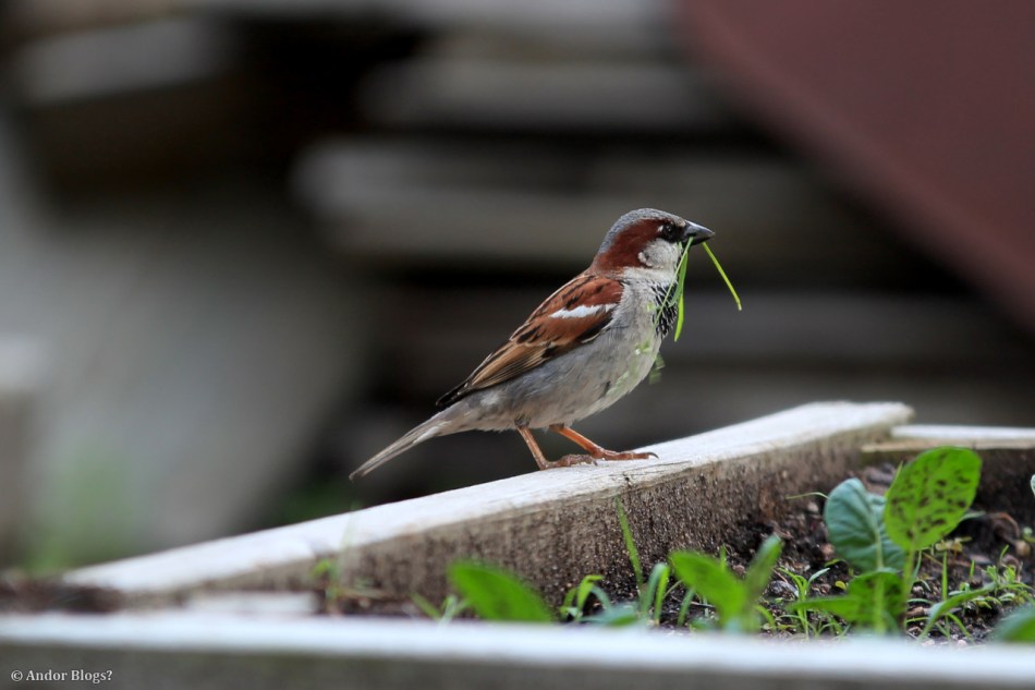 Around the Yard © Andor (2)