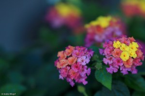 Flowers, Bees and Remnants of Trees&nbsp;(6)