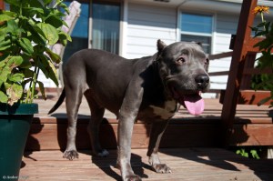 Pig the Dog © Andor&nbsp;(2)