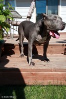 Pig the Dog © Andor&nbsp;(3)