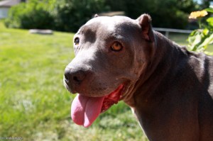 Pig the Dog © Andor&nbsp;(4)