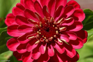 Ryan Grows Flowers © Andor&nbsp;(1)