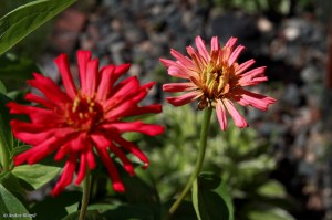 Ryan Grows Flowers © Andor&nbsp;(4)