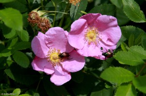 Strolling the Bluff © Andor&nbsp;(10)