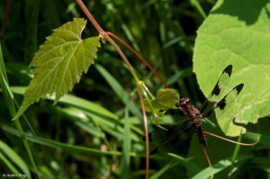 Strolling the Bluff © Andor&nbsp;(11)