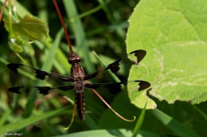 Strolling the Bluff © Andor&nbsp;(12)